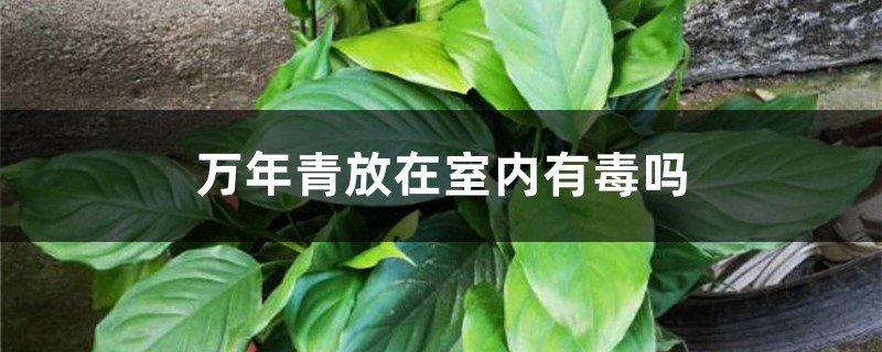 万年青放在室内有毒吗 万年青放在室内有毒吗