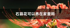 石蒜花可以养在家里吗