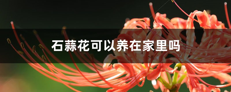 石蒜花可以养在家里吗 石蒜花可以养在家里吗