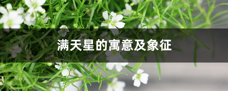 满天星的寓意及象征 满天星的寓意及象征