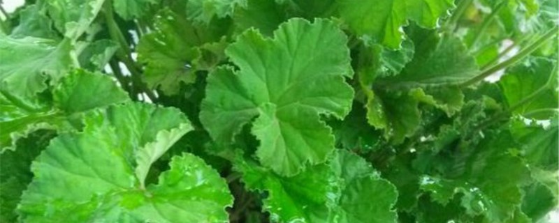 扒拉香花有毒吗 扒拉香花有毒吗