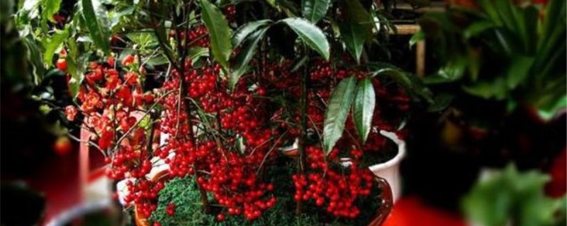 金玉满堂花有毒吗,能养在家里吗? 金玉满堂花有毒吗,能养在家里吗?