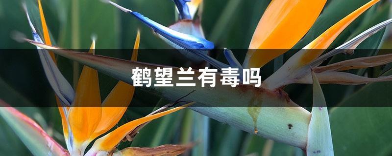 鹤望兰有毒吗 鹤望兰有毒吗