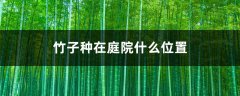 竹子种在庭院什么位置