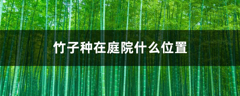 竹子种在庭院什么位置 竹子种在庭院什么位置