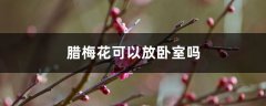 腊梅花可以放卧室吗