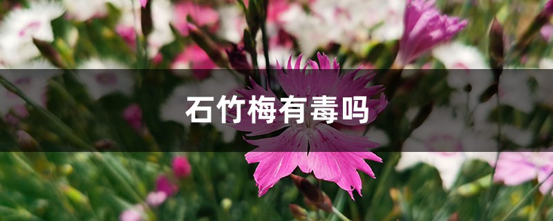石竹梅有毒吗,能在家养吗? 石竹梅有毒吗,能在家养吗?
