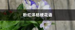 粉红洋桔梗花语