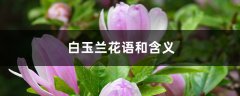 白玉兰花语和含义