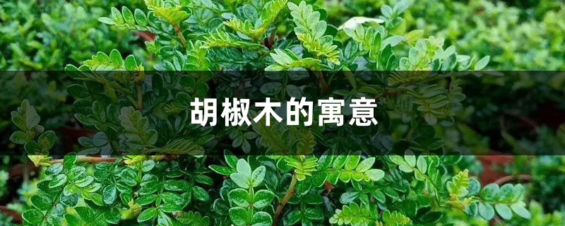 胡椒木的寓意 胡椒木的寓意