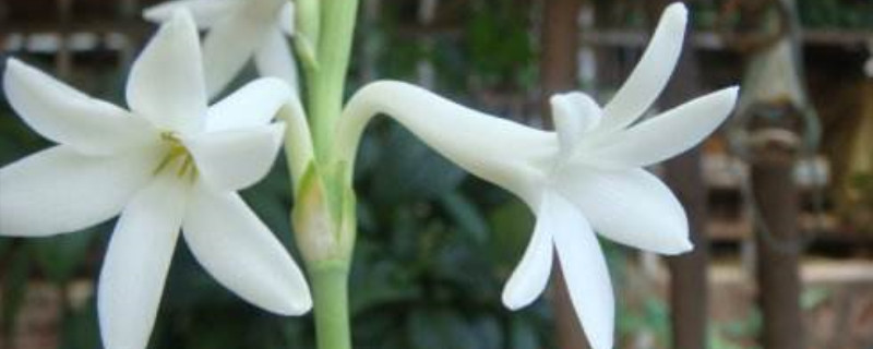晚香玉花语 晚香玉花语