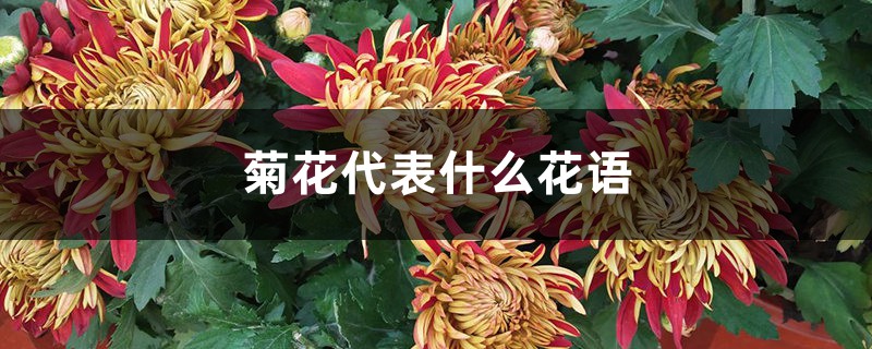 菊花的花语是什么，代表什么含义？