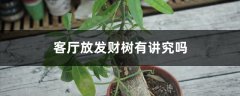 客厅放发财树有讲究吗，发财树风水摆放三不要