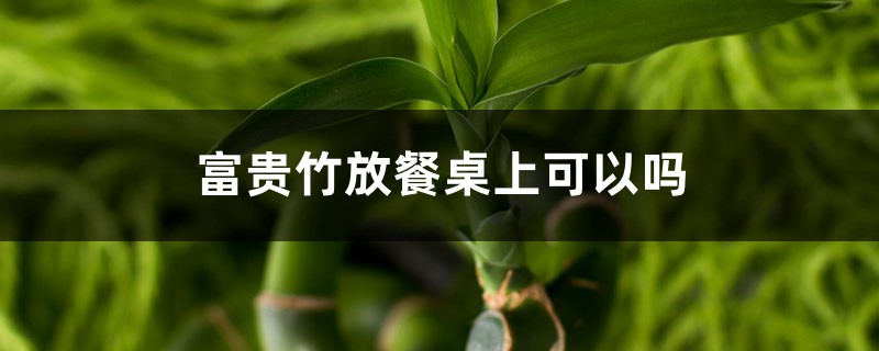 富贵竹放餐桌上可以吗，富贵竹可以放茶几上吗