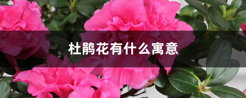 杜鹃花有什么寓意,杜鹃花为什么是禁花 杜鹃花有什么寓意,杜鹃花为什么是禁花