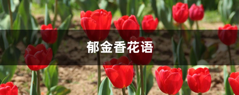 郁金香花语 郁金香花语