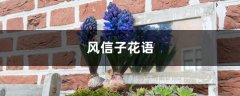 风信子花语