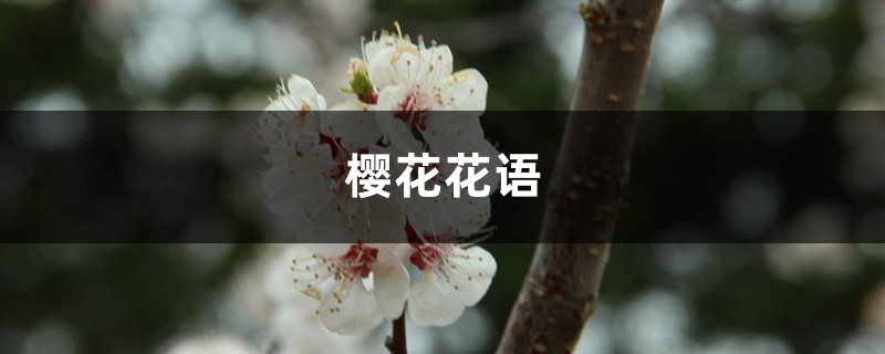 樱花花语 樱花花语