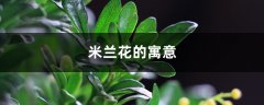 米兰花的寓意是什么