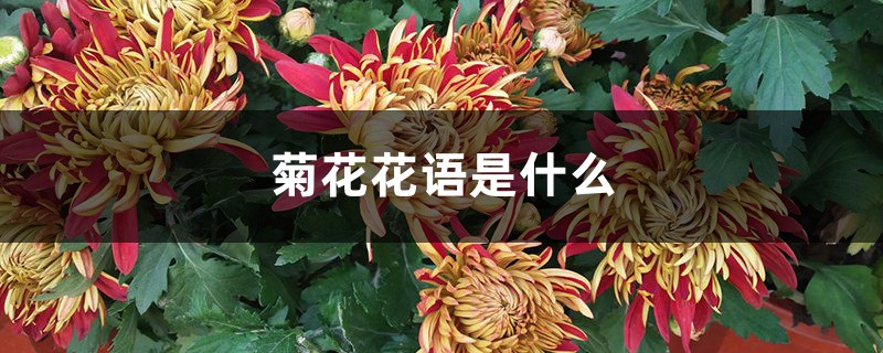 菊花的花语是什么