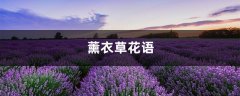 薰衣草花语