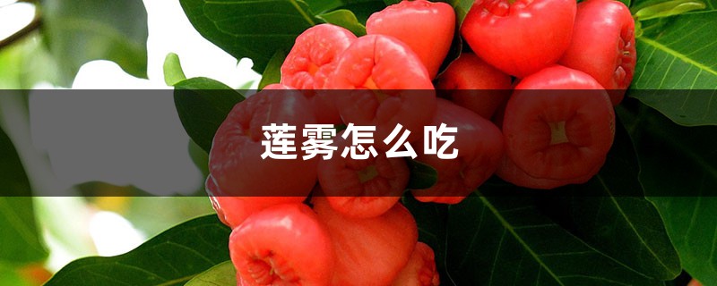 莲雾怎么吃,莲雾中间芯能吃吗 莲雾怎么吃,莲雾中间芯能吃吗
