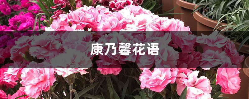 康乃馨花语,康乃馨送什么人 康乃馨花语,康乃馨送什么人