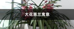 大花蕙兰寓意