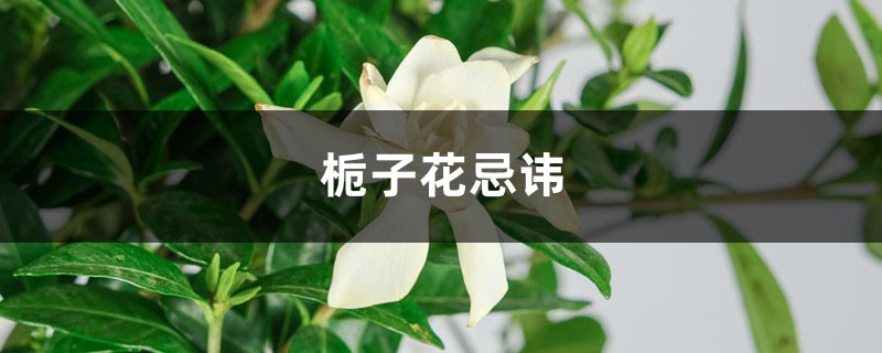 栀子花忌讳有哪些