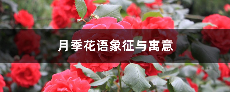 月季花语象征与寓意