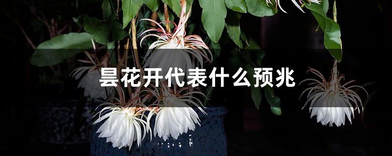 昙花开代表什么预兆 昙花开代表什么预兆
