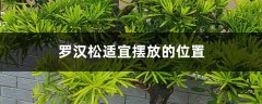 罗汉松风水摆放，能种大门两边吗