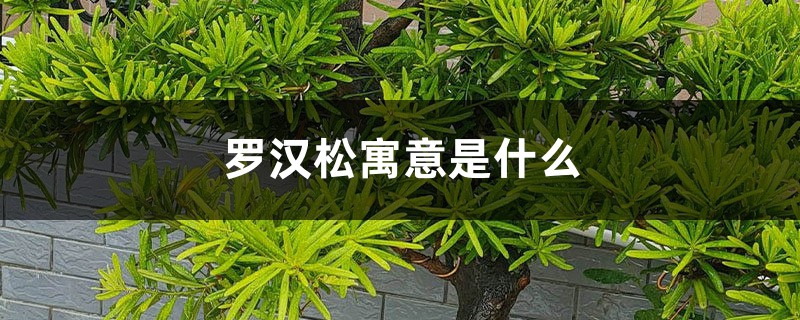罗汉松种在什么位置好,有什么风水寓意 罗汉松种在什么位置好,有什么风水寓意