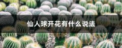 仙人球开花有什么说法