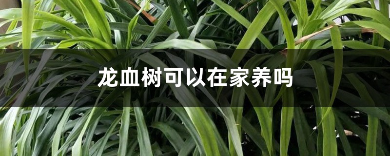 龙血树可以在家养吗 龙血树可以在家养吗