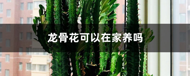 龙骨花可以在家养吗 龙骨花可以在家养吗