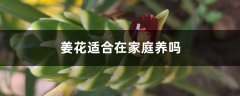 姜花适合在家庭养吗