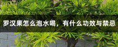 罗汉果怎么泡水喝，有什么功效与禁忌