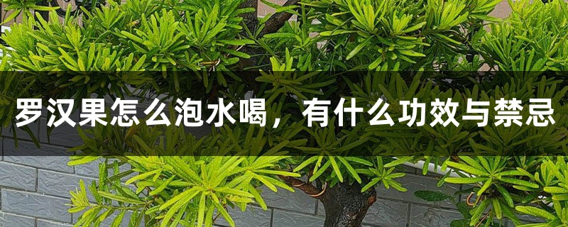 罗汉果怎么泡水喝,有什么功效与禁忌 罗汉果怎么泡水喝,有什么功效与禁忌