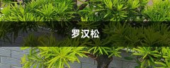 罗汉果泡水小孩能喝吗，和什么一起泡好