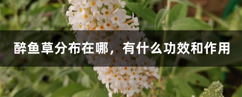 醉鱼草分布在哪,有什么功效和作用 醉鱼草分布在哪,有什么功效和作用