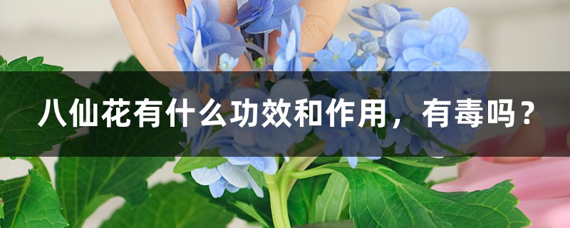 八仙花有什么功效和作用,有毒吗? 八仙花有什么功效和作用,有毒吗?