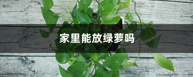 家里能放绿萝吗,家养绿萝有什么注意事项 家里能放绿萝吗,家养绿萝有什么注意事项