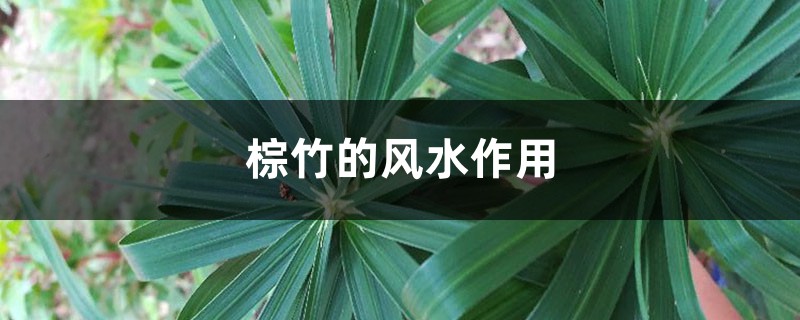 棕竹的风水作用,养在客厅可以吗 棕竹的风水作用,养在客厅可以吗