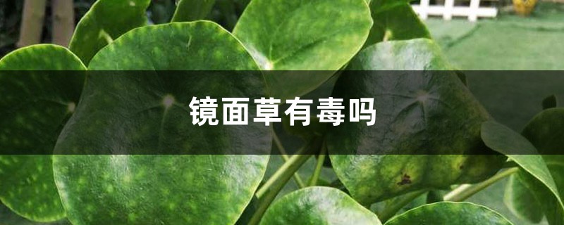 镜面草有毒吗，能净化空气吗