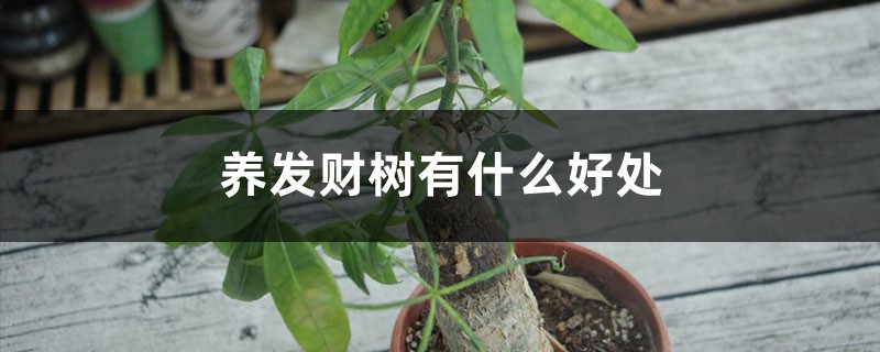 养发财树有什么好处 养发财树有什么好处
