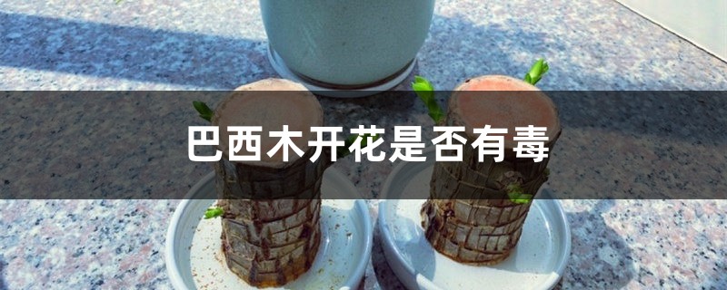 巴西木开花有毒吗,开花是什么兆头 巴西木开花有毒吗,开花是什么兆头