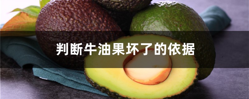 如何判断牛油果坏了(附挑选方法) 如何判断牛油果坏了(附挑选方法)