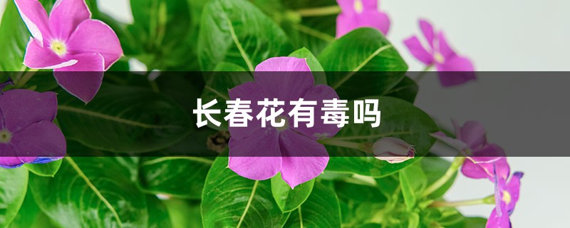 长春花有毒吗，可以放在卧室吗