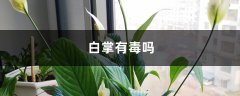 白掌有毒吗，可以放卧室吗